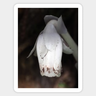 Monotropa uniflora (Indian pipe plant) flower close-up Sticker